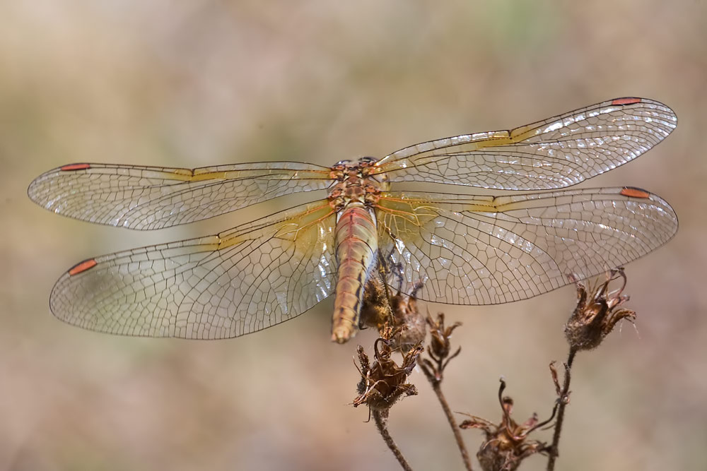 mi confermate Sympetrum flaveolum ???