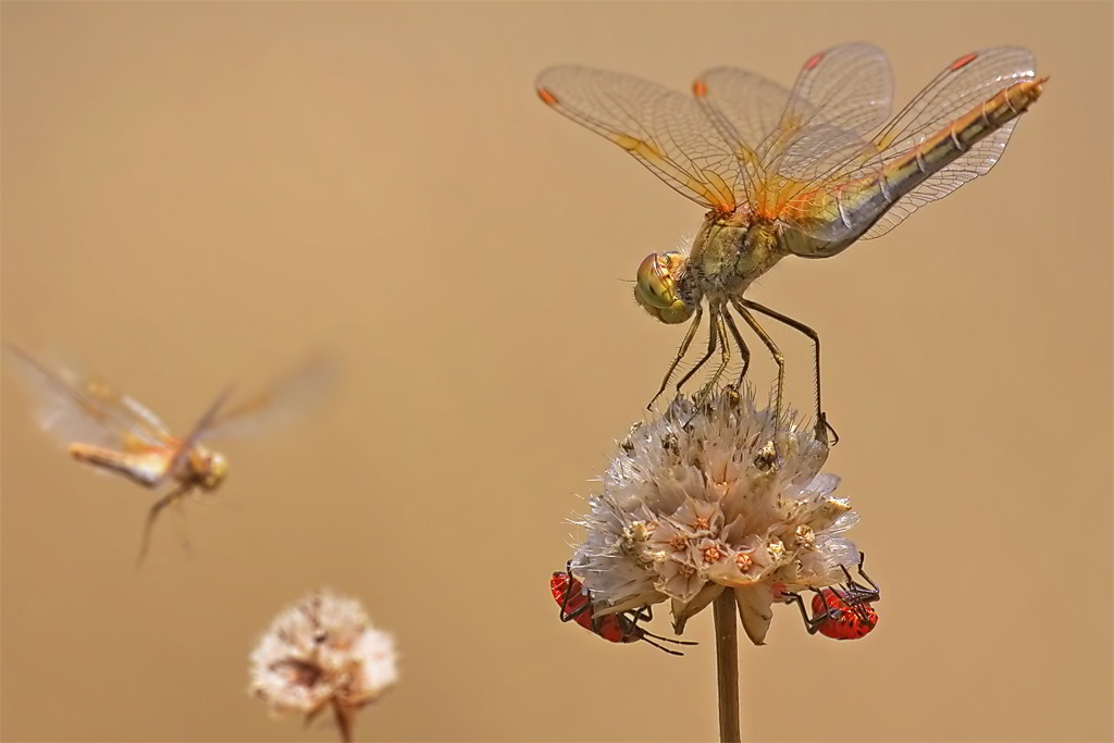 mi confermate Sympetrum flaveolum ???