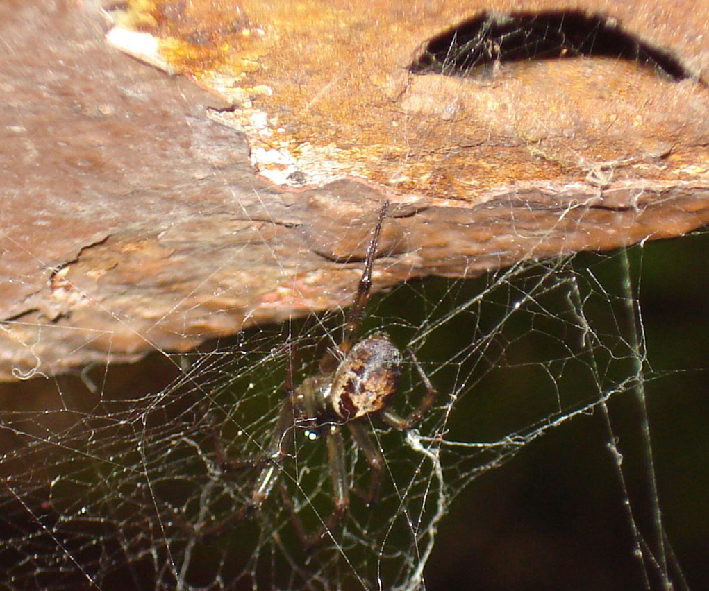 Steatoda nobilis