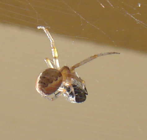 Zygiella sp.