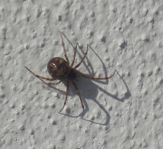 Steatoda triangulosa