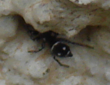 Heliophanus sp.