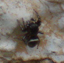 Heliophanus sp.