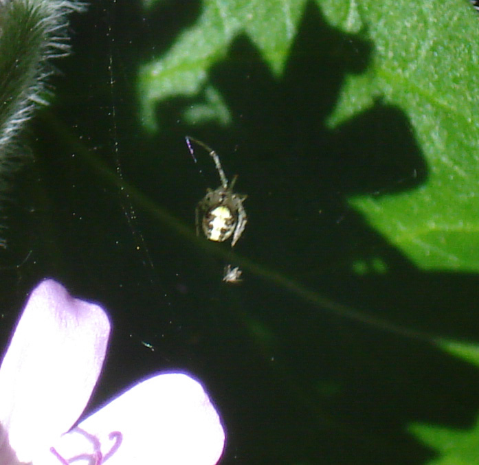 Araneidae da ID!!!