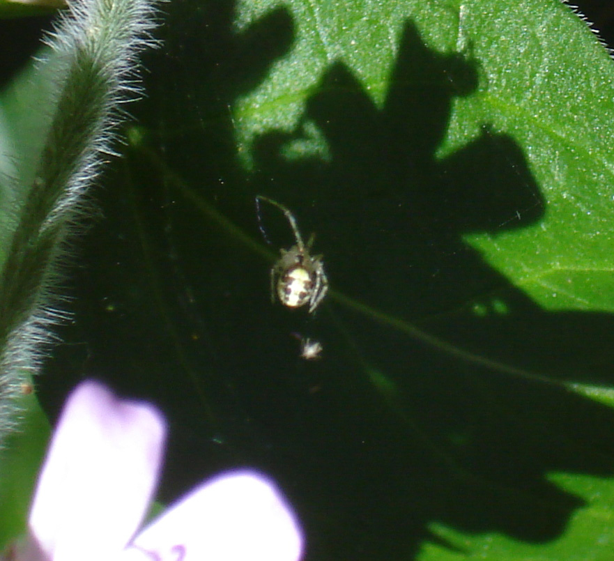 Araneidae da ID!!!