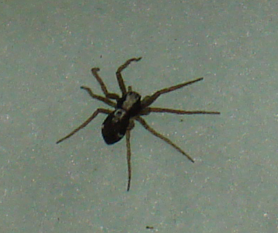 Pulchellodromus pulchellus