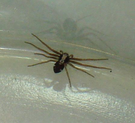 Pulchellodromus pulchellus