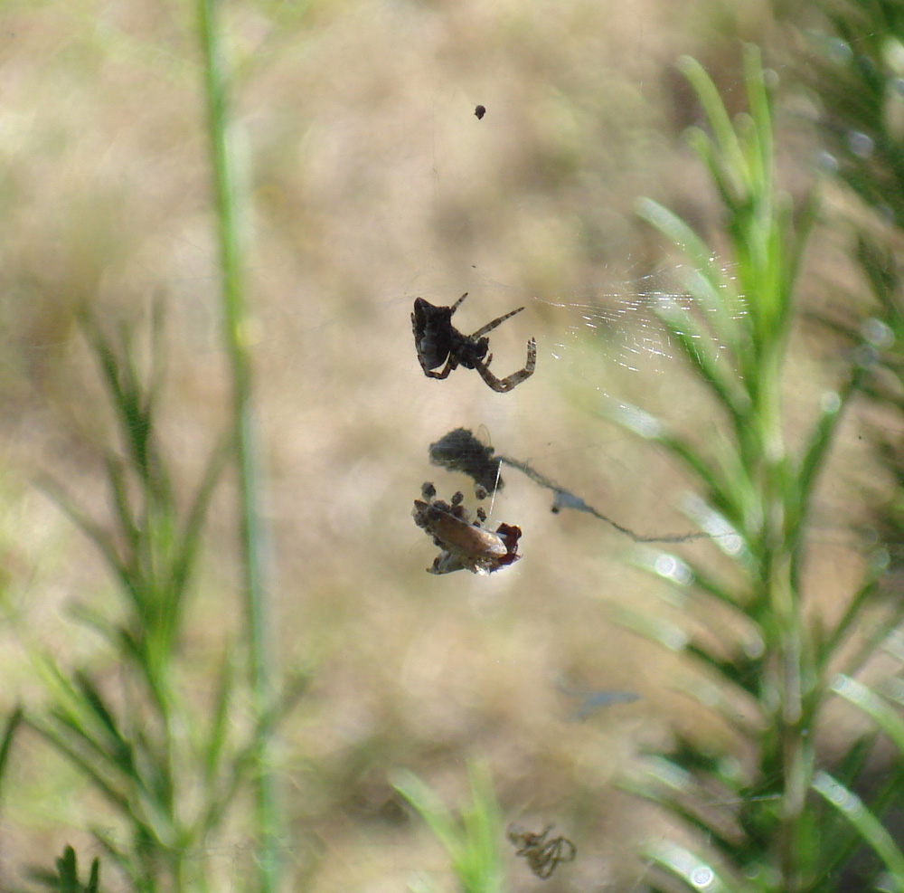 Cyrtophora citricola con resti di prede nella ragnatela