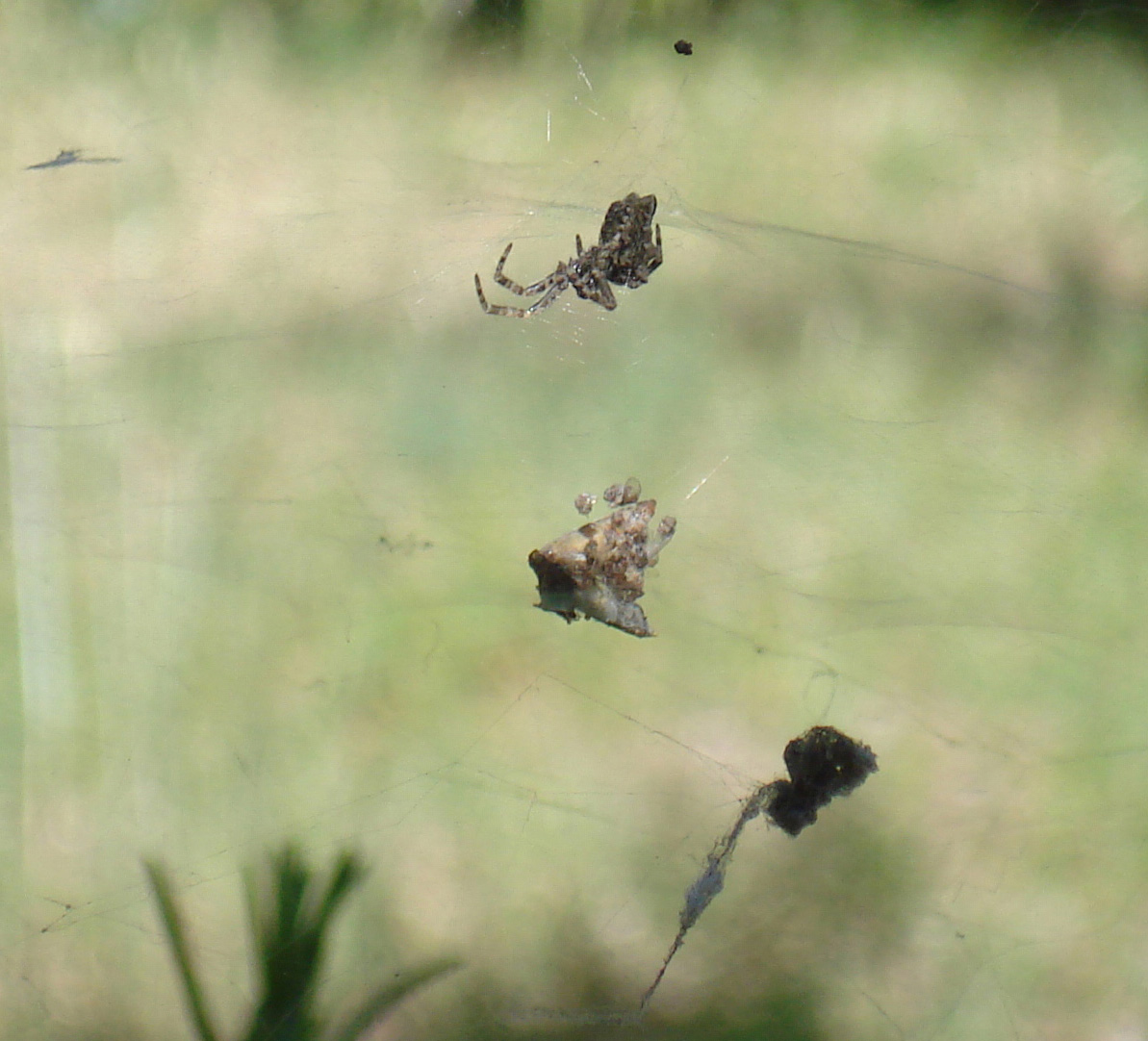 Cyrtophora citricola con resti di prede nella ragnatela