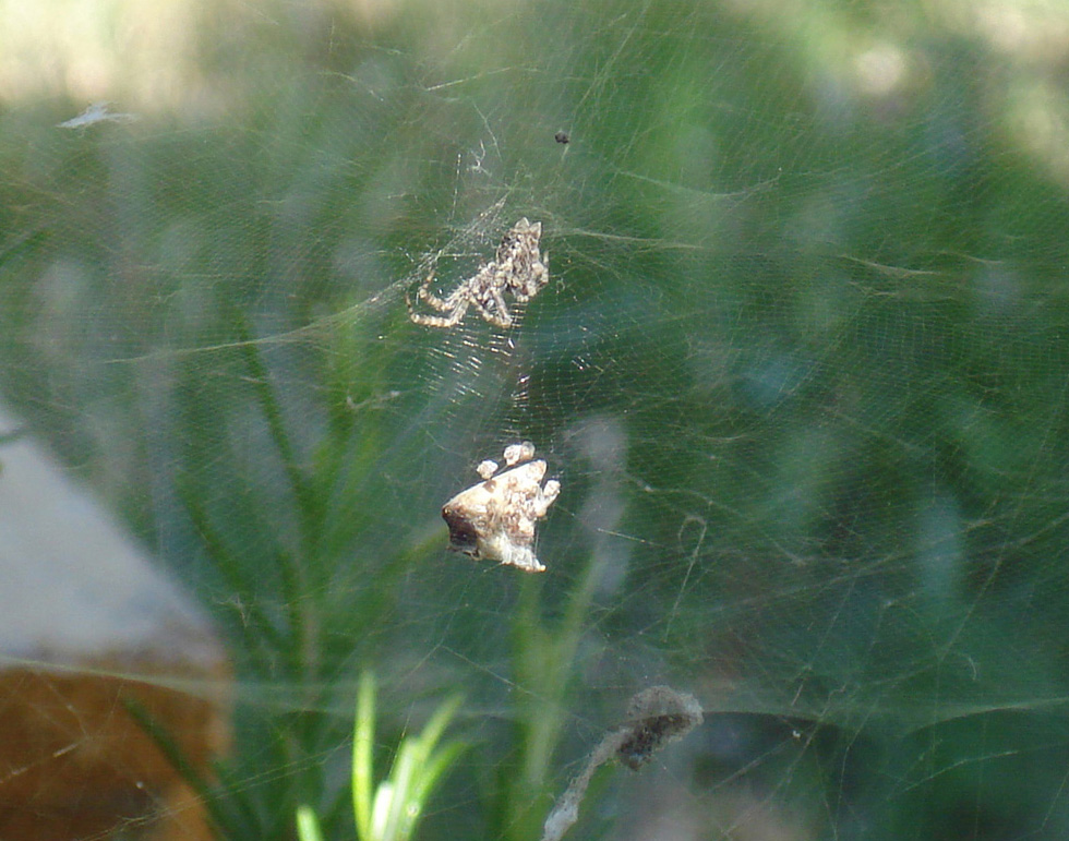 Cyrtophora citricola con resti di prede nella ragnatela