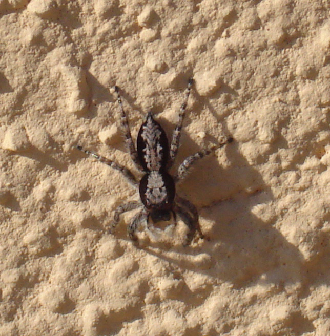 Menemerus sp.