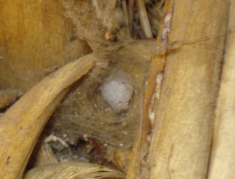 Steatoda nobilis (l''ennesima in giardino...)