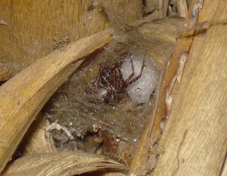 Steatoda nobilis (l''ennesima in giardino...)