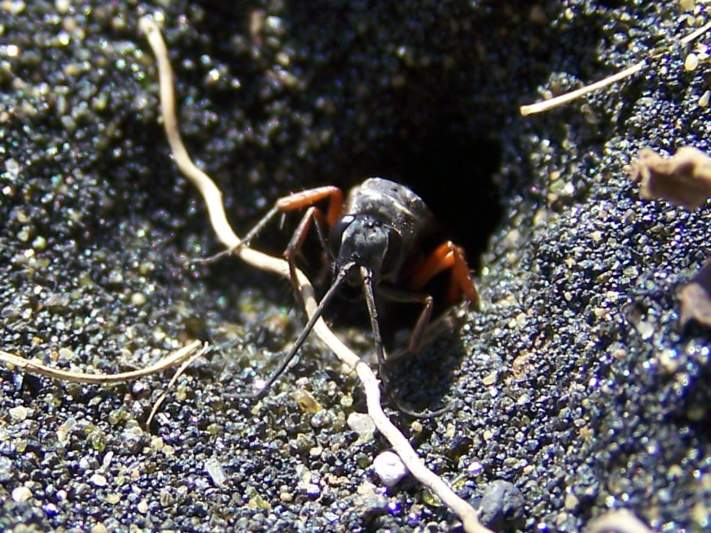 in mezz''ora (Pompilidae scava la tana e ci porta il ragno)