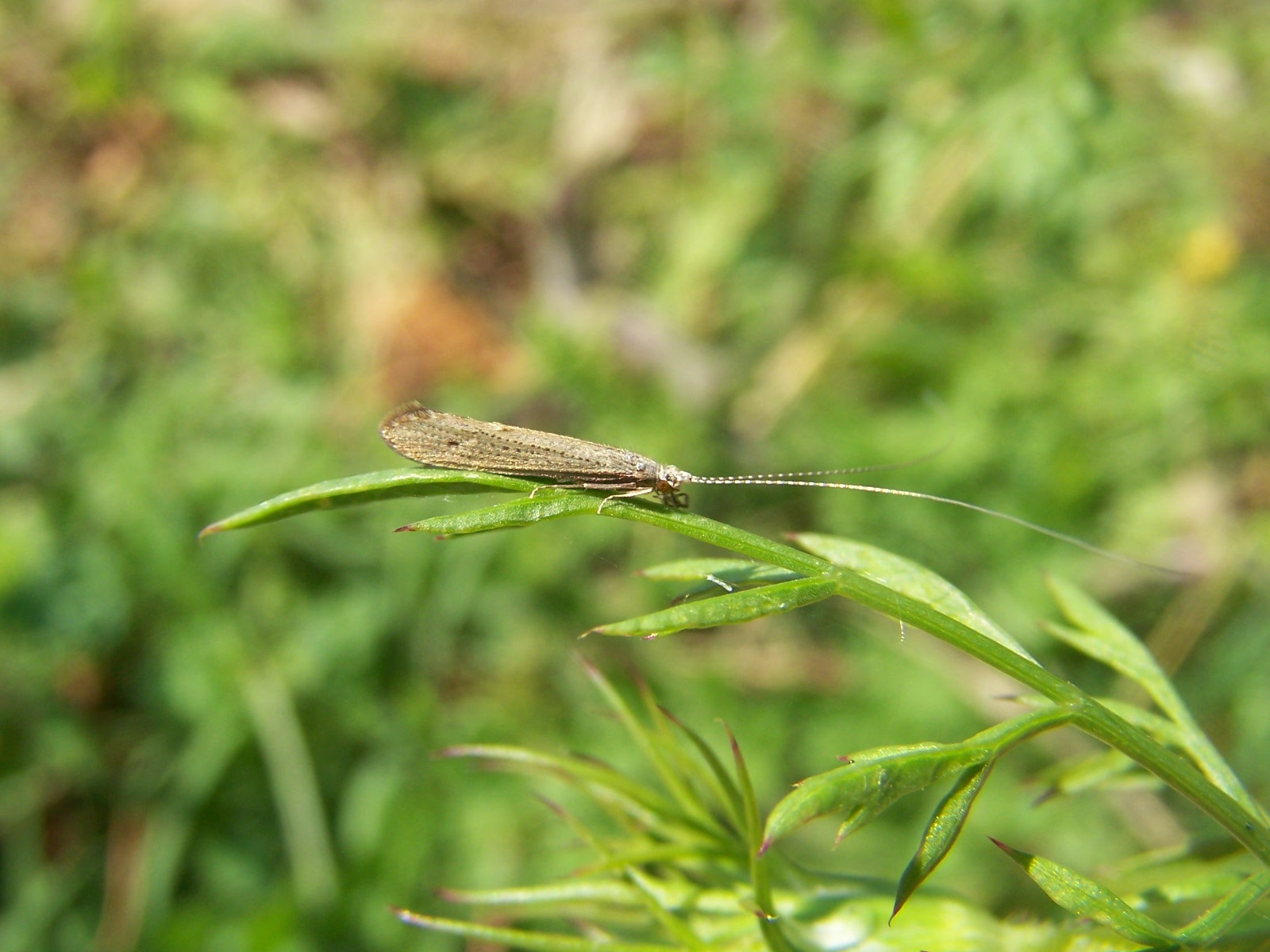 Leptocerus sp.