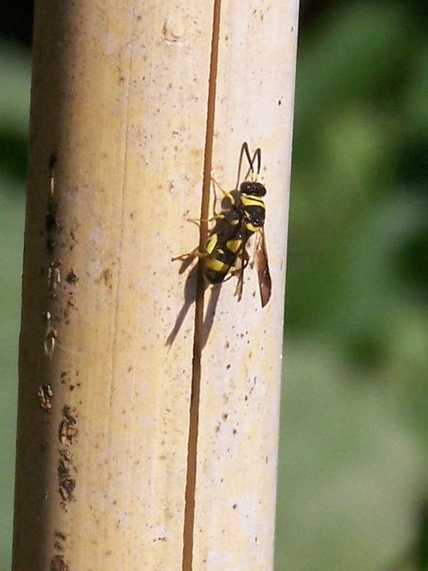 Leucospis sp. in cerca ...