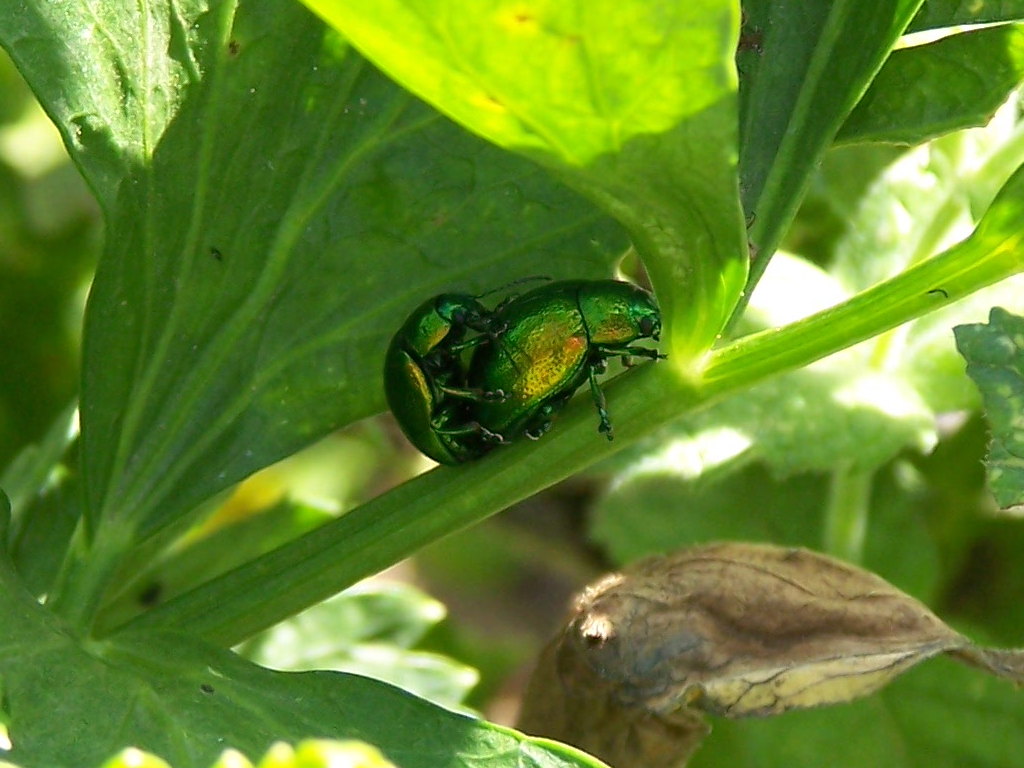 Chrysolina graminis?