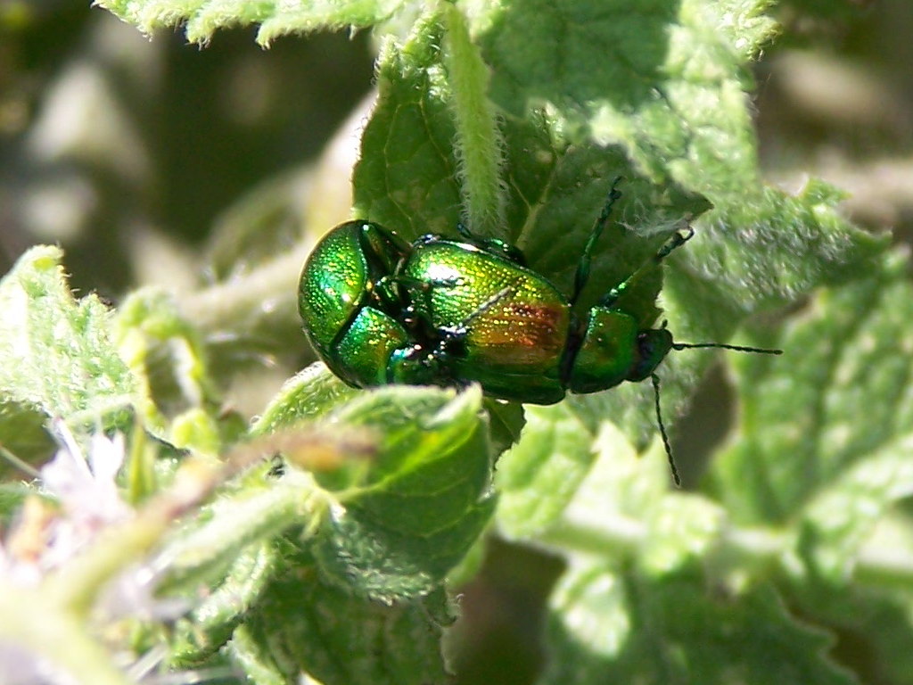 Chrysolina graminis?