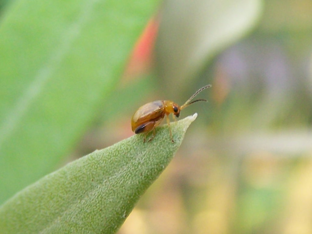 molto piccolo (Longitarsus sp. - Chrysomelidae)
