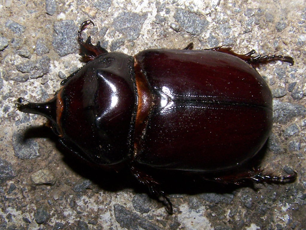 Oryctes nasicornis