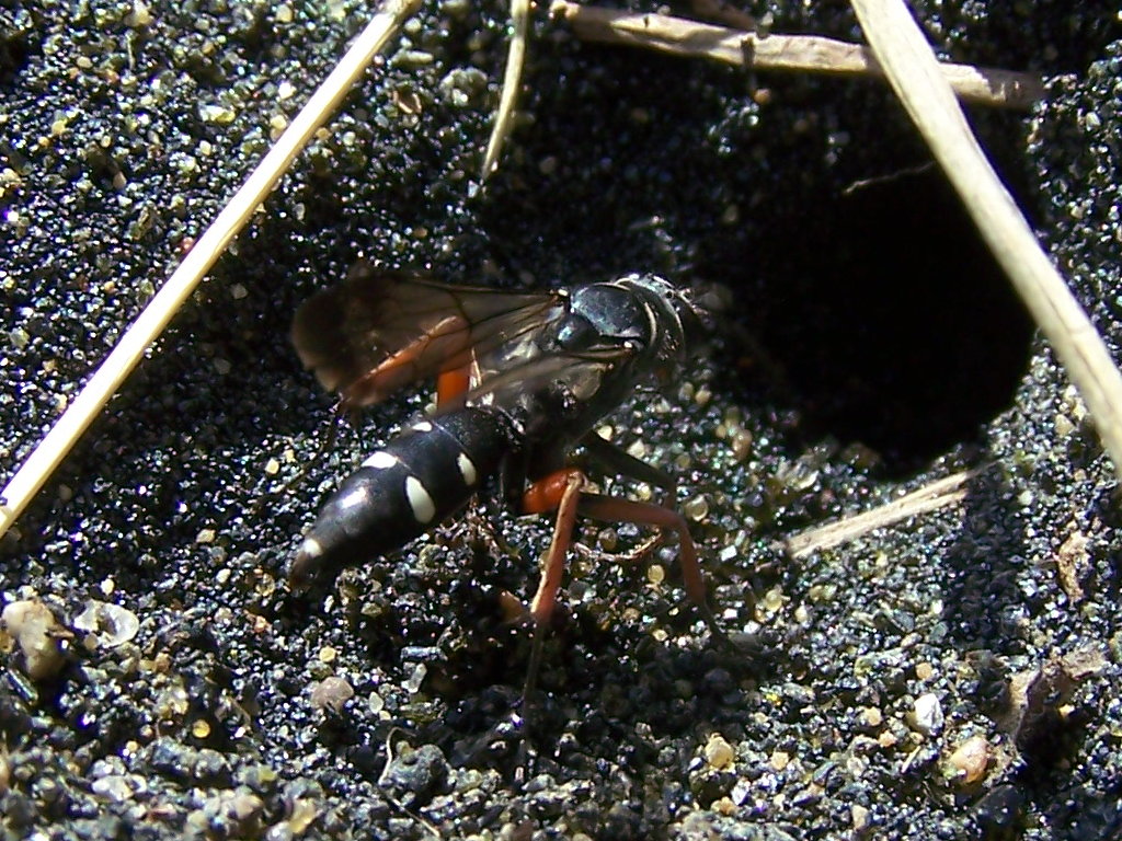 in mezz''ora (Pompilidae scava la tana e ci porta il ragno)