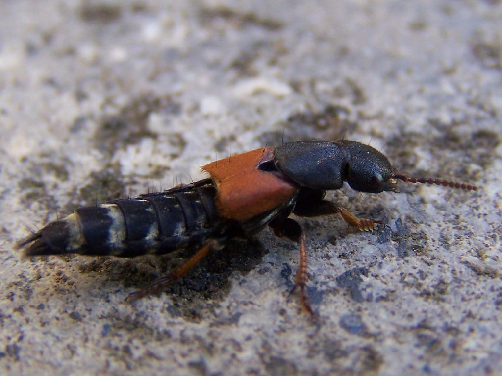 Staphilinidae:Platydracus stercorarius