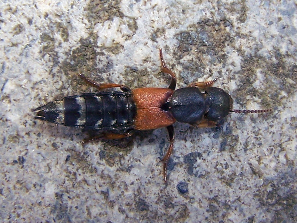 Staphilinidae:Platydracus stercorarius