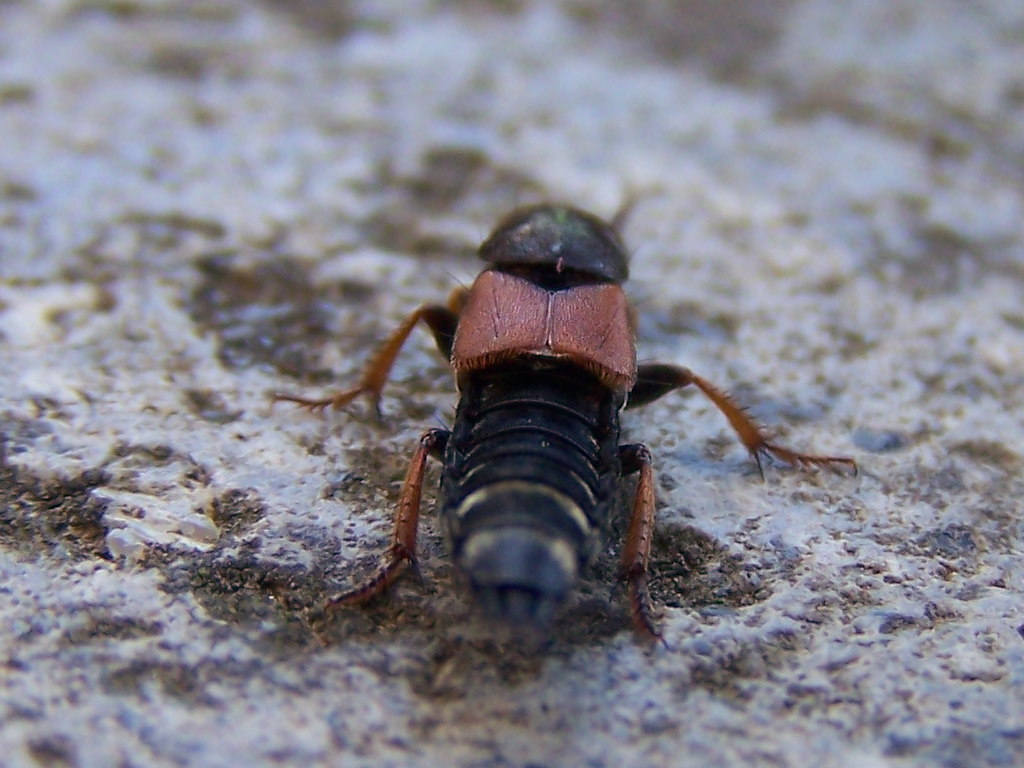 Staphilinidae:Platydracus stercorarius