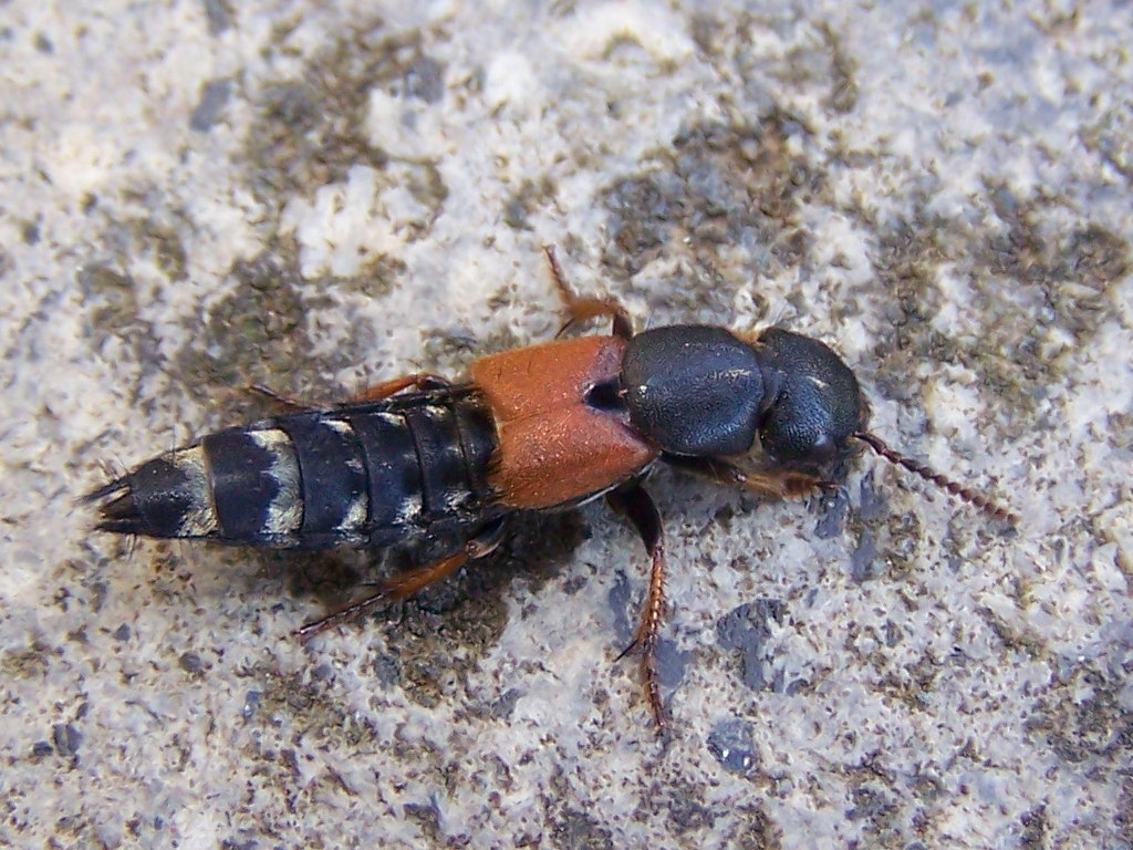 Staphilinidae:Platydracus stercorarius