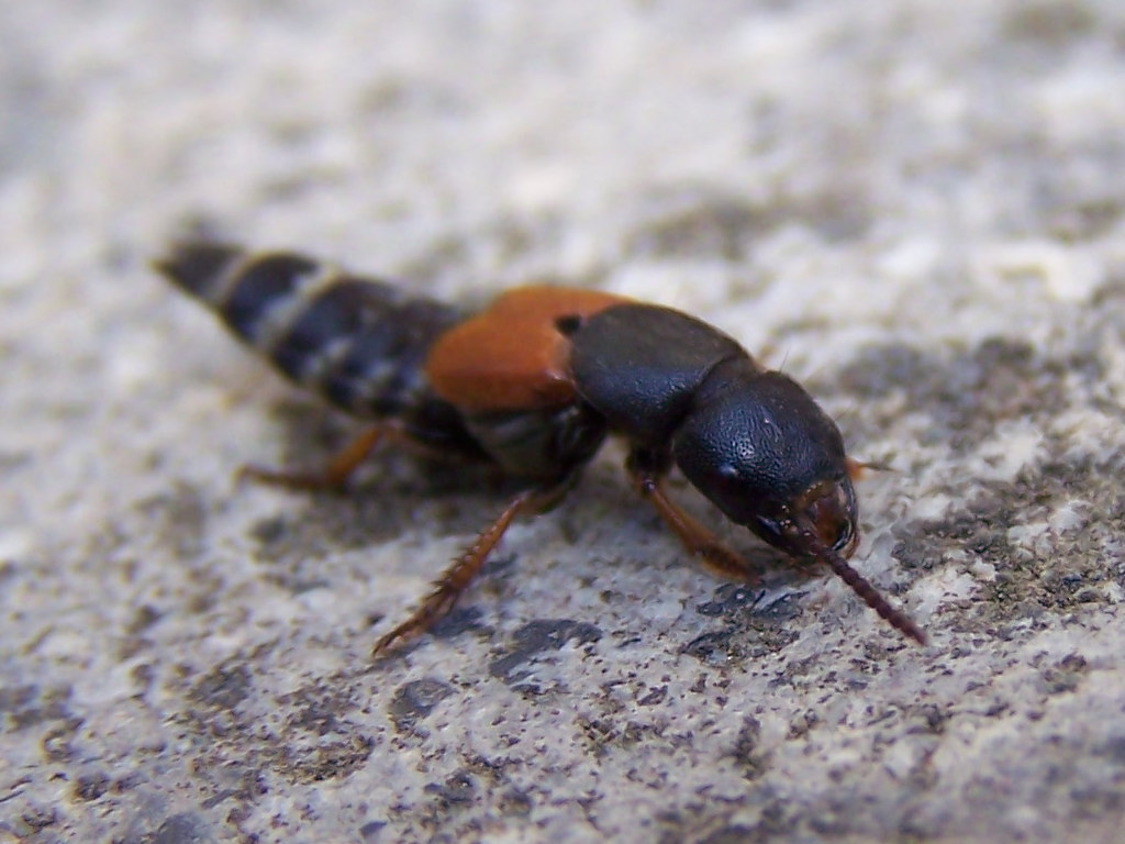 Staphilinidae:Platydracus stercorarius