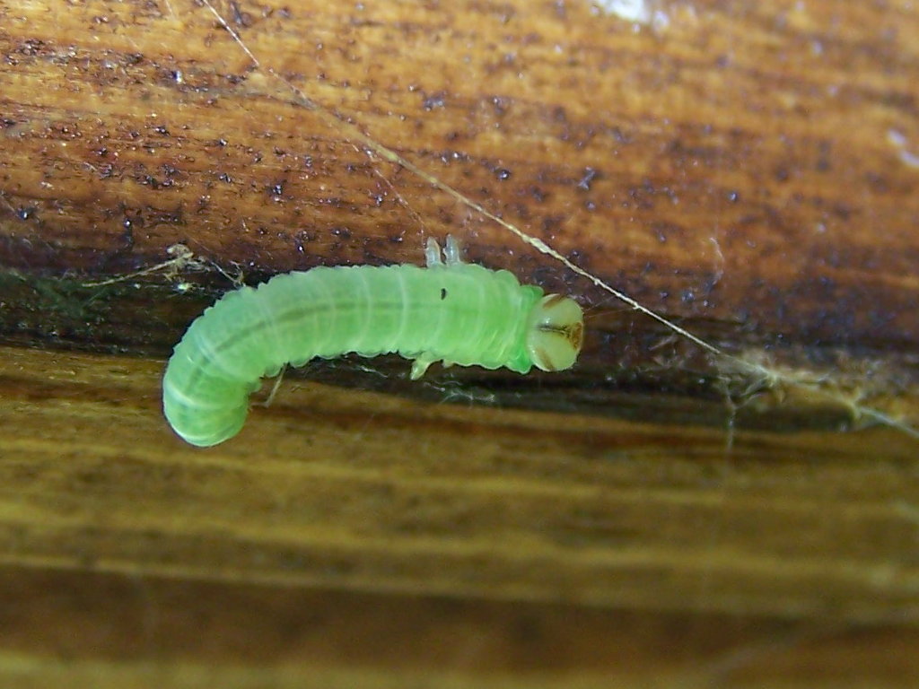 larva verde (Symphyta)