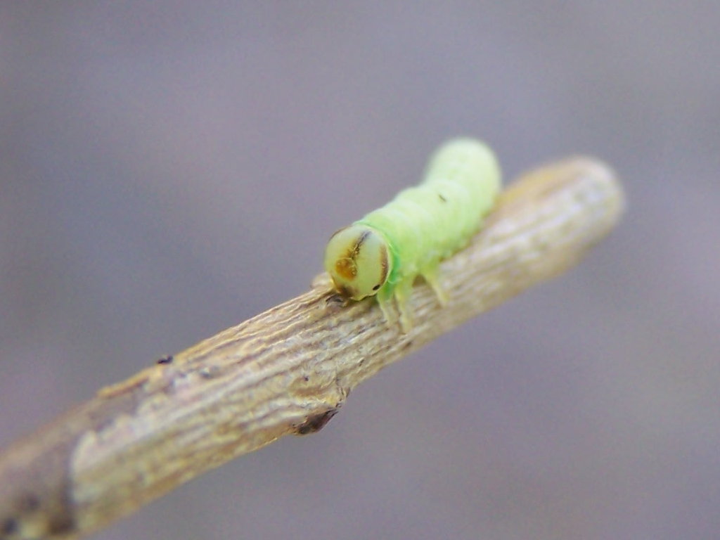 larva verde (Symphyta)