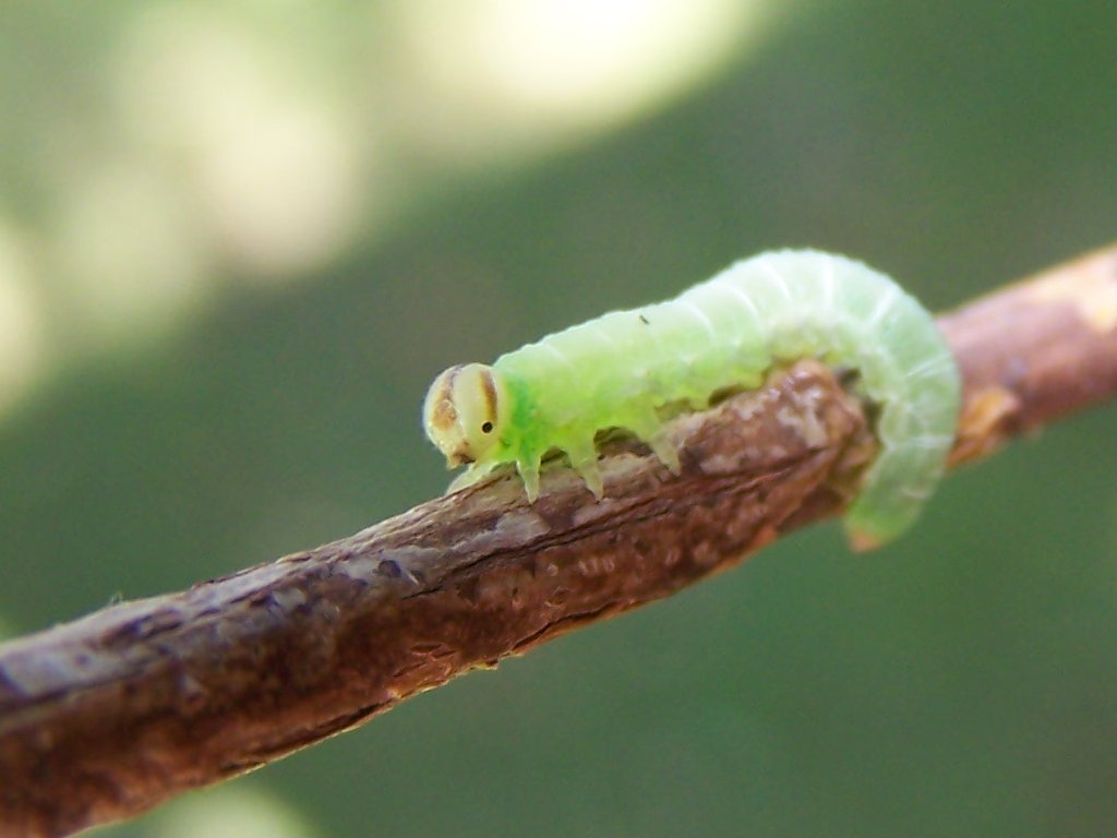 larva verde (Symphyta)