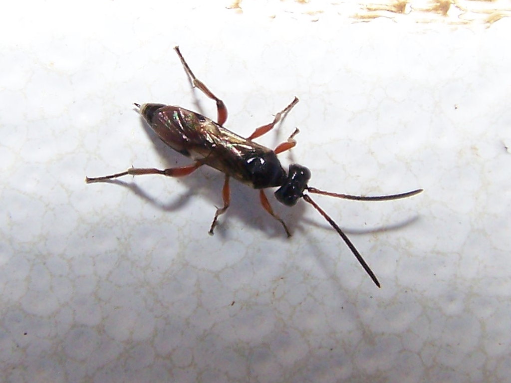 forse Ichneumonidae