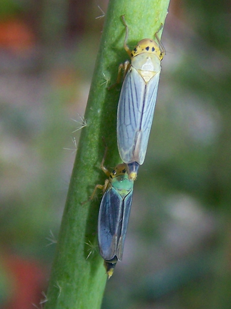 up and down (coppia di Cicadella viridis)