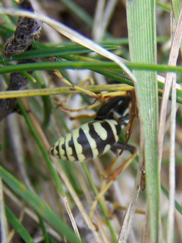 Polistes monti della laga: P. sulcifer  o P. semenowi