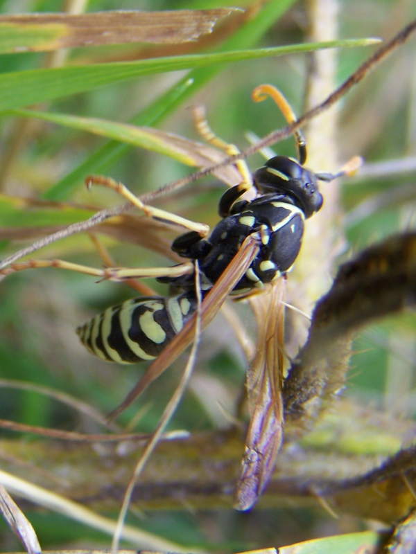 Polistes monti della laga: P. sulcifer  o P. semenowi