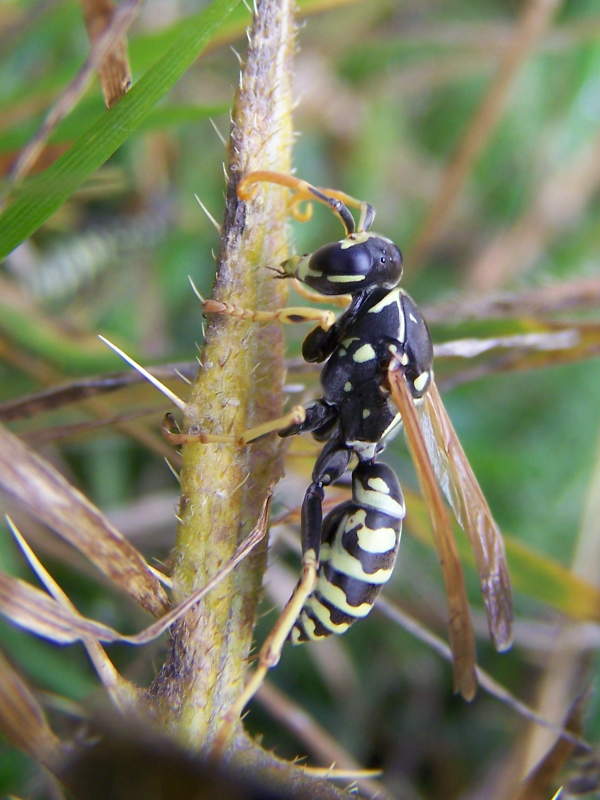 Polistes monti della laga: P. sulcifer  o P. semenowi