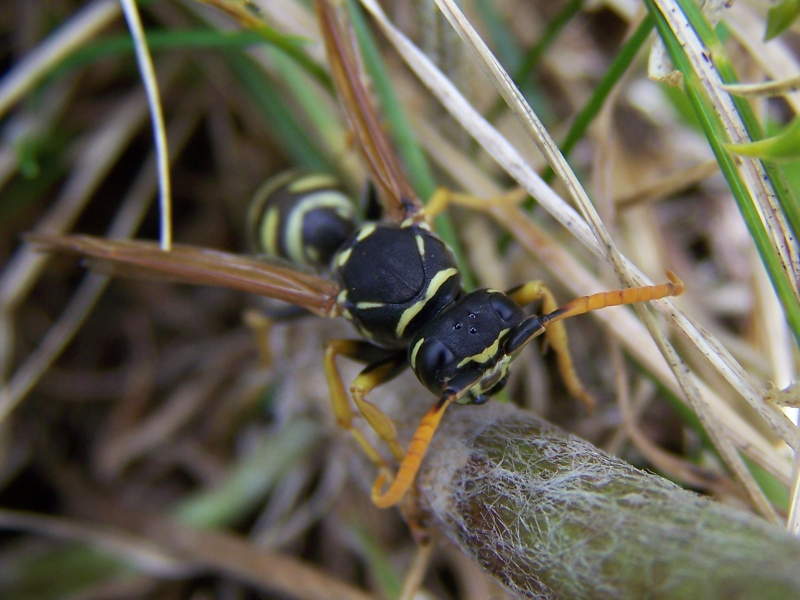 Polistes monti della laga: P. sulcifer  o P. semenowi