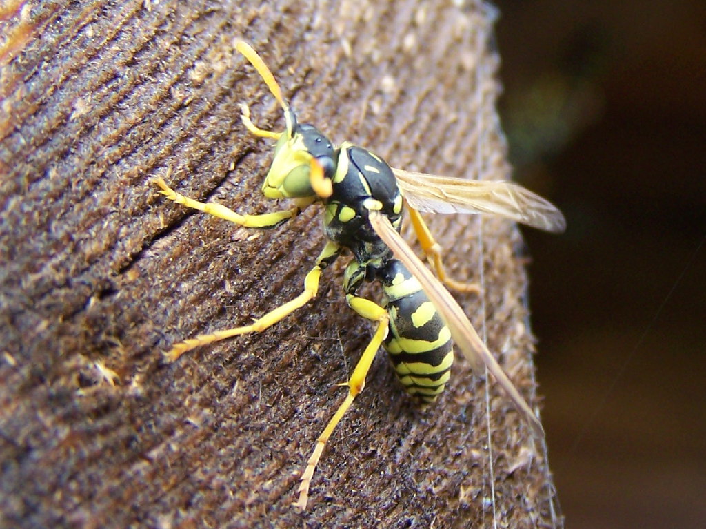 maschio di Polistes gallicus