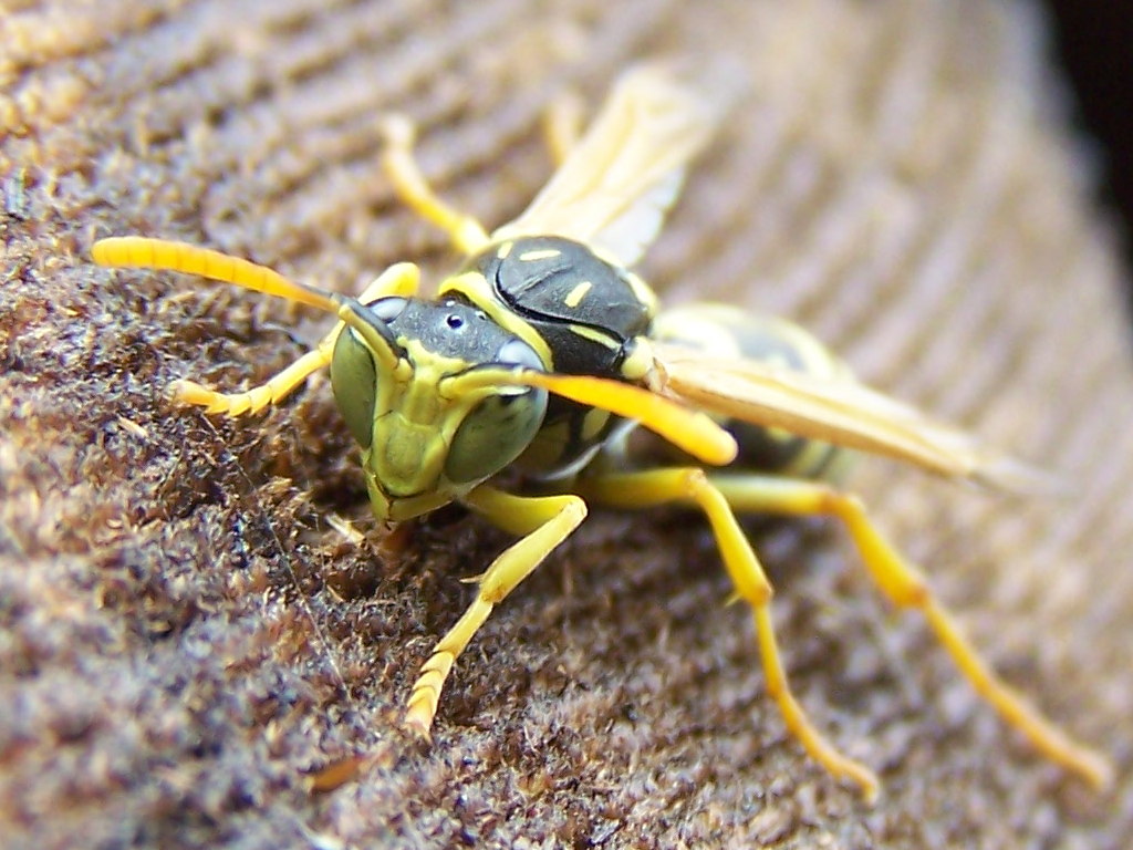 maschio di Polistes gallicus