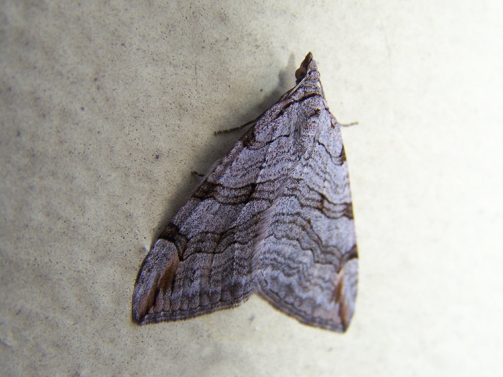 notturna - Aplocera cf. plagiata