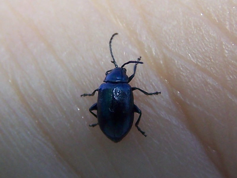 almost blue: Altica sp.