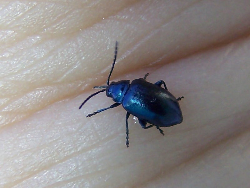 almost blue: Altica sp.