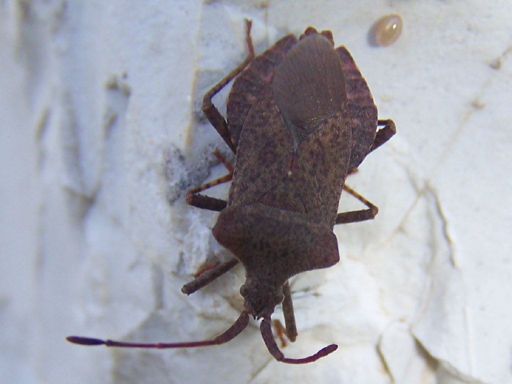 Coreidae: Coreus marginatus della valle del Corno (PG)