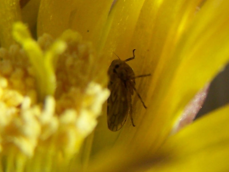 cicadella, Sottofamiglia Agalliinae