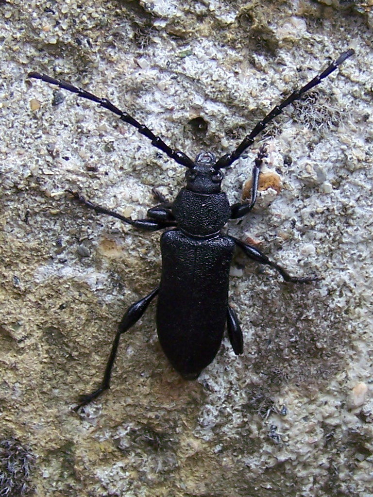 Ropalopus clavipes