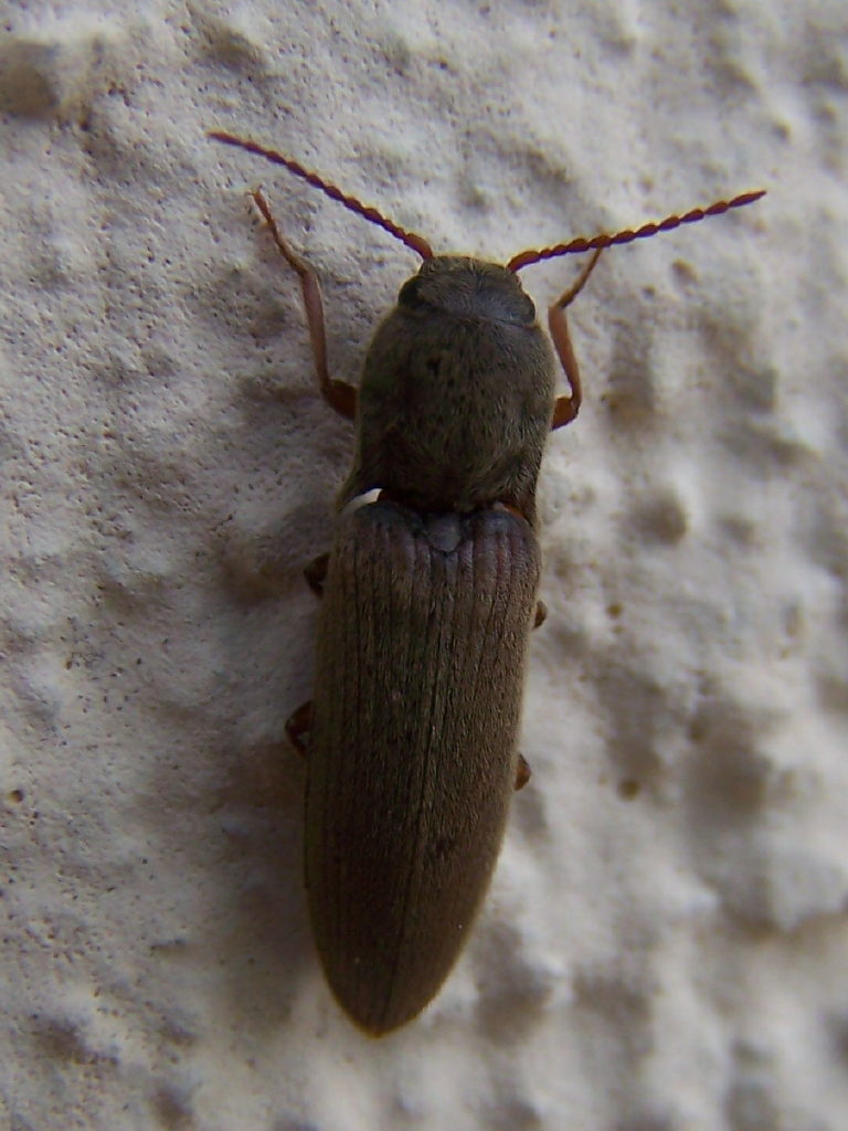 Elateridae: Agriotes litigiosus