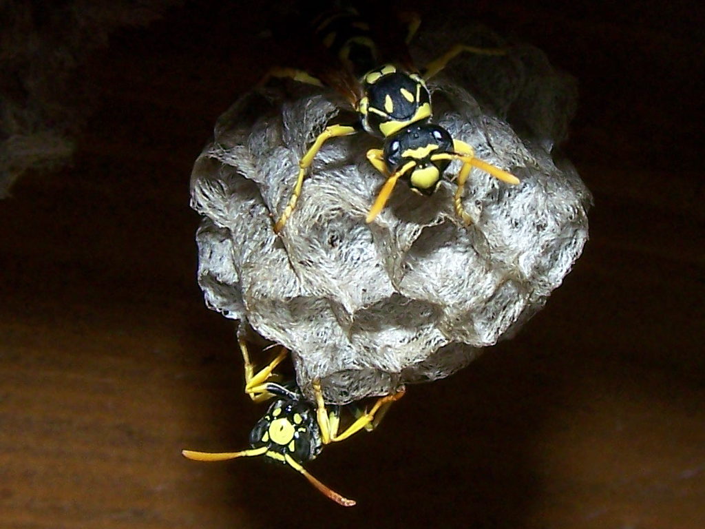 un nuovo inizio (nido Polistes gallicus)