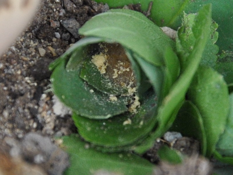 nido di foglie di Megachile sp.